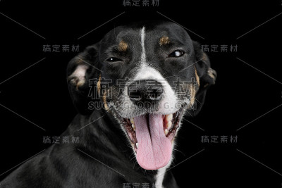 一个可爱的杂种狗的肖像