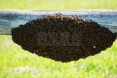 群蜜蜂