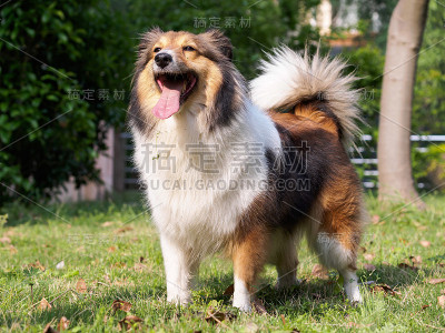 狗，设得兰牧羊犬，柯利牧羊犬，雪莉牧羊犬。