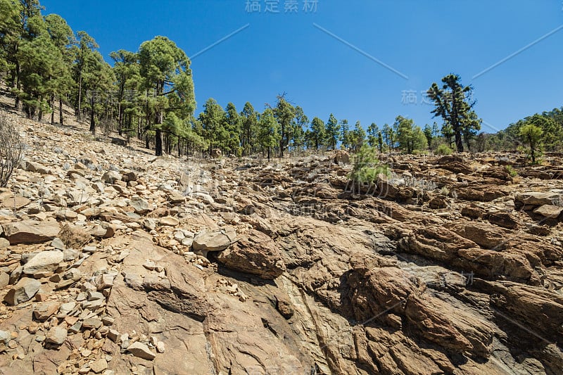 阳光明媚的日子，松树环绕的石径。湛蓝的天空，地平线上飘着几朵白云。岩石跟踪道路在干燥山区与针叶树林。