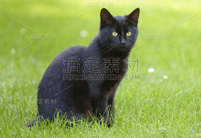 黑色的猫