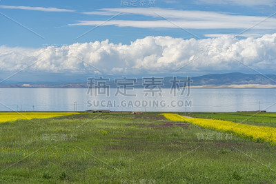 青海湖美景:油菜花和农舍