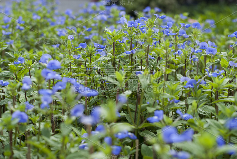 巴西金鱼草