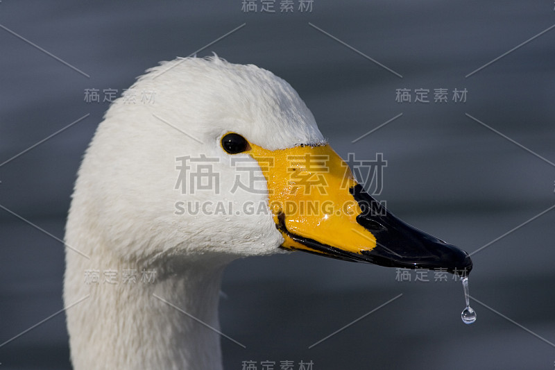 成年大天鹅(天鹅座)