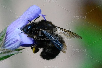 黑色的大黄蜂