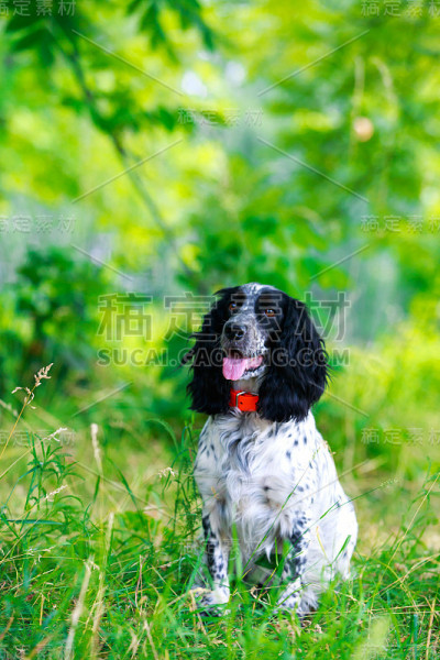 犬种俄罗斯猎犬