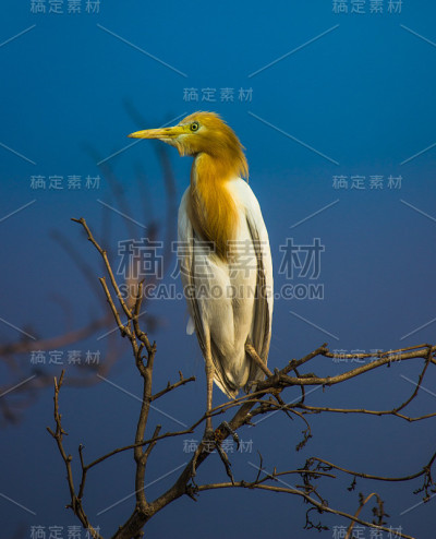 牛背鹭新