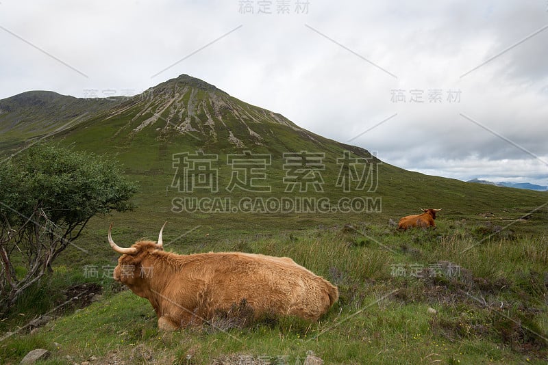 苏格兰高地的人