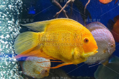 鸽血七彩鱼