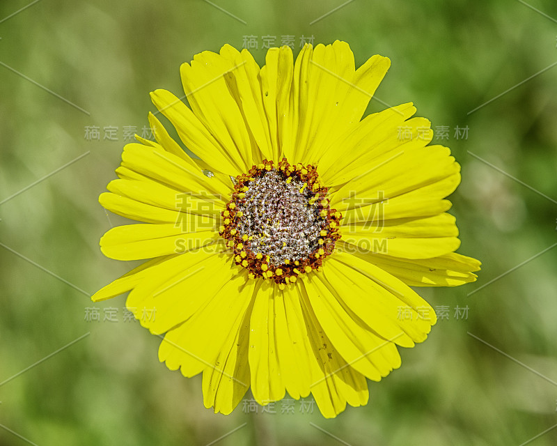 一张细长向日葵(Helianthus gracilentus)的特写，一种本地物种洛杉矶，CA。