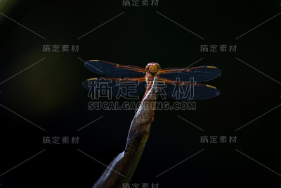 蜻蜓特写镜头