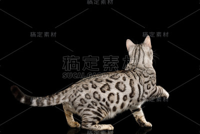 孟加拉猫在黑色的背景