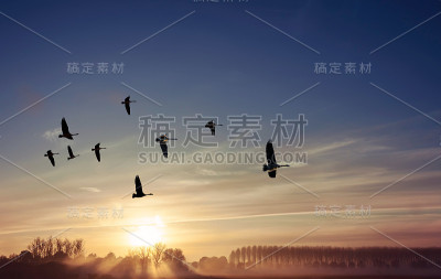鸟在日落全景