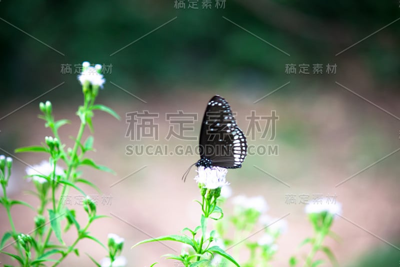 普通的乌鸦蝴蝶坐在花上喝花蜜