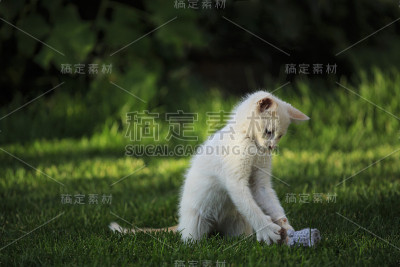 顽皮的小猫