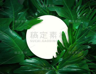 绿叶背景设计与白纸。平的。