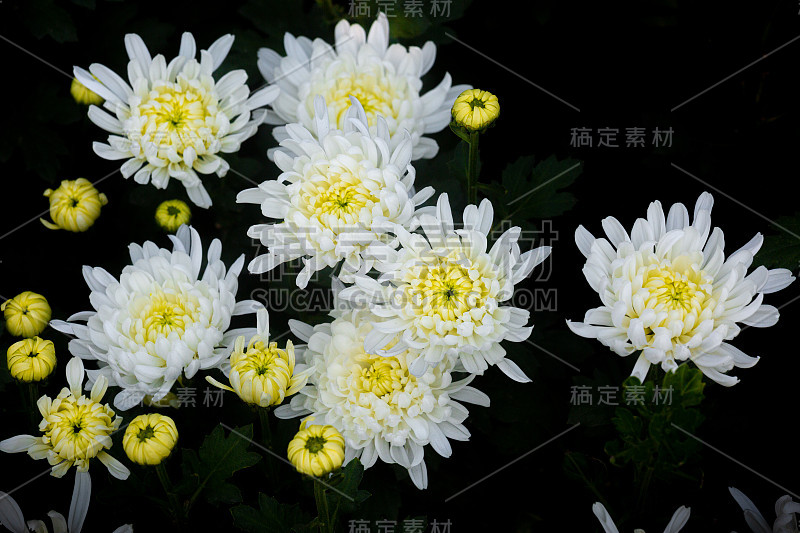 一束盛开的白色菊花在孤立的黑色背景上。