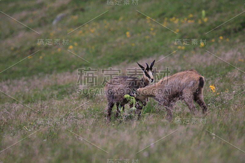 查莫瓦（鲁皮卡普拉鲁皮卡普拉）沃斯盖斯山，法国格姆森沃格森