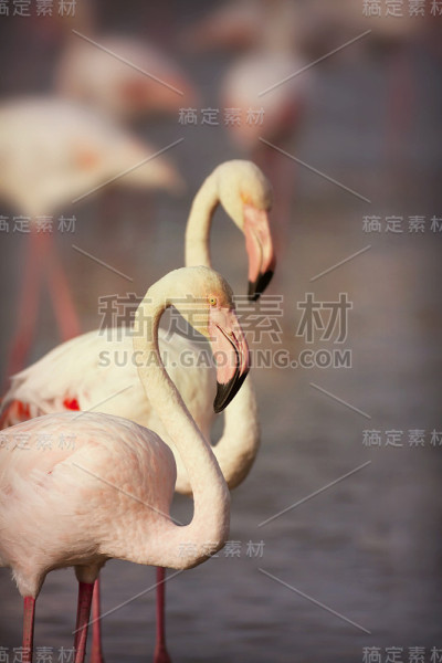 美丽的火烈鸟