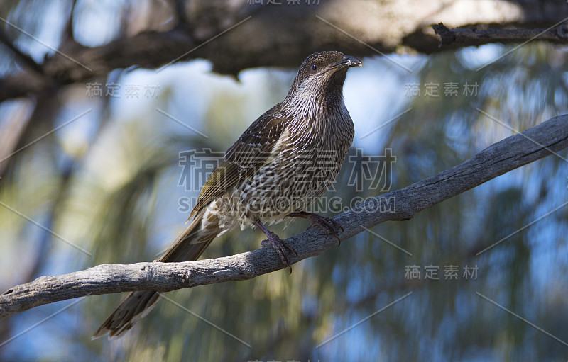 澳大利亚昆士兰沙岛