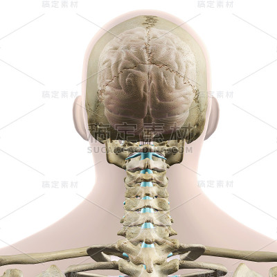 人的头部，大脑和脊柱，后视图