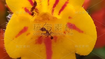 花和蚂蚁