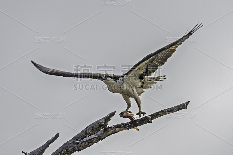 鱼鹰或更具体地说，西方鱼鹰(Pandion haliaetus)——也被称为海鹰、河鹰和鱼鹰——是一