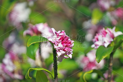 达芙妮