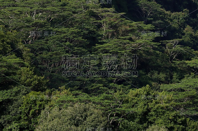 拉维利昂天然林，查马雷尔，毛里求斯，印度洋，非洲