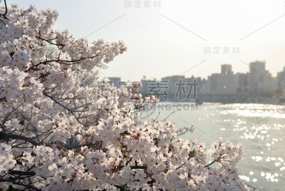 樱花和河的背景