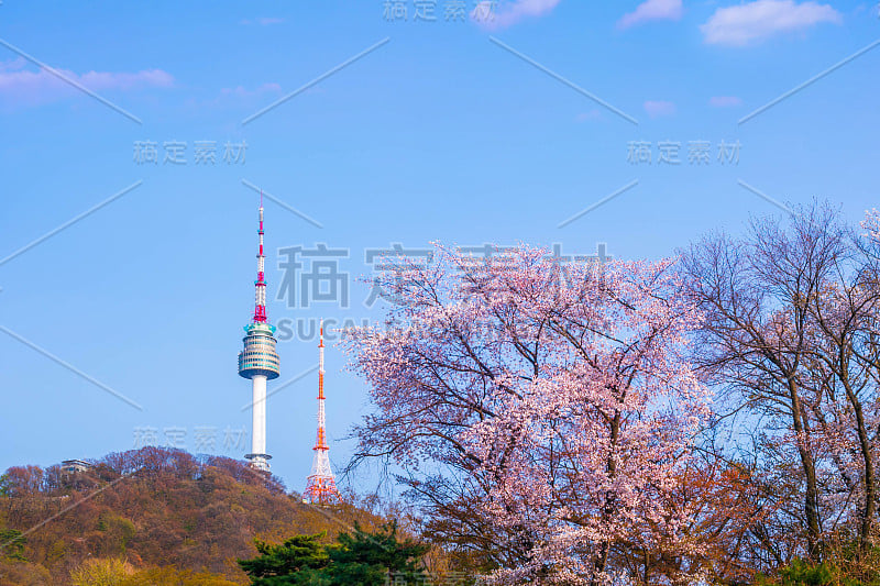 首尔塔在春天与樱花盛开的树，韩国。