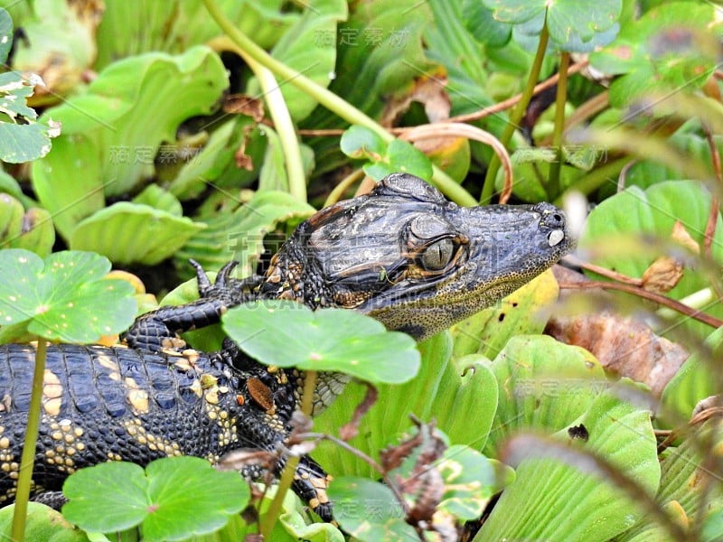 美洲短吻鳄(密西西比短吻鳄)-幼年在佛罗里达湿地水生植物休息