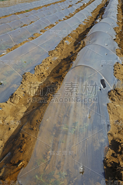 西瓜种植地膜覆盖