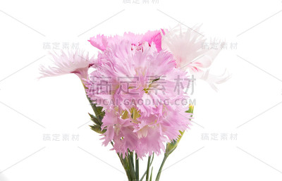 康乃馨鲜花孤立