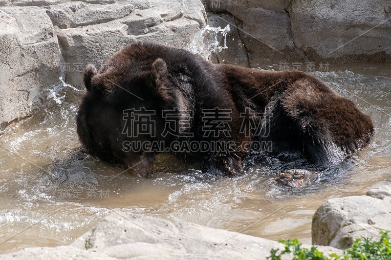 西藏黑熊在洗澡