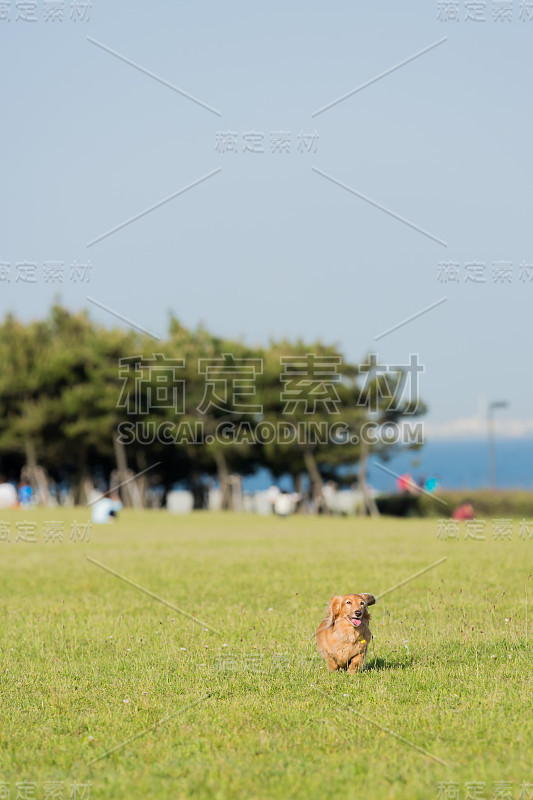 达克斯猎犬