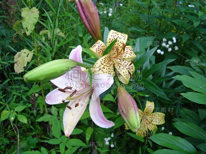 田野和花园里的鲜花盛开