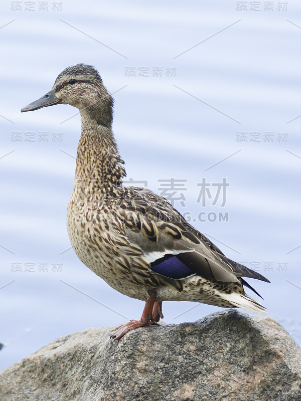 雌性野鸭，白嘴鸭，在石头特写肖像，选择焦点