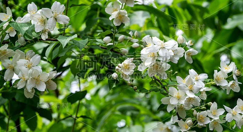 茉莉花路易斯灌木上的绿叶背景在阳光明媚的春天花园。选择性聚焦特写自然镜头。任何墙纸的花卉景观。