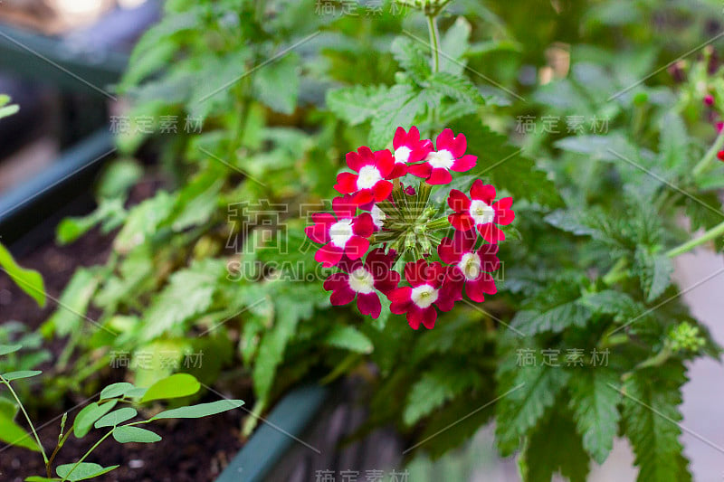 花园里红花马鞭草，俯视图