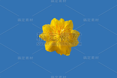 杏花的蓝天背景