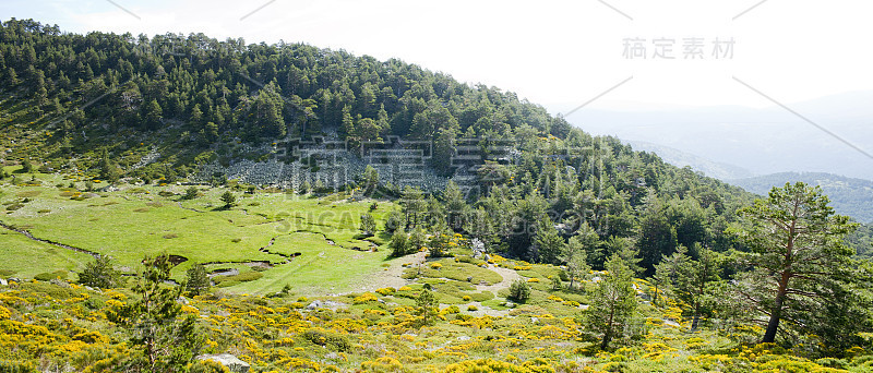 美丽的夏季景观，草原和森林