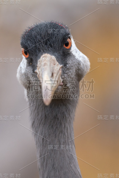 常见的起重机