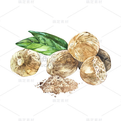 Nutmeeg。水彩手绘插图。现实的例子。