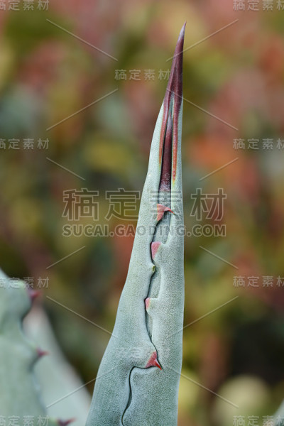 世纪植物