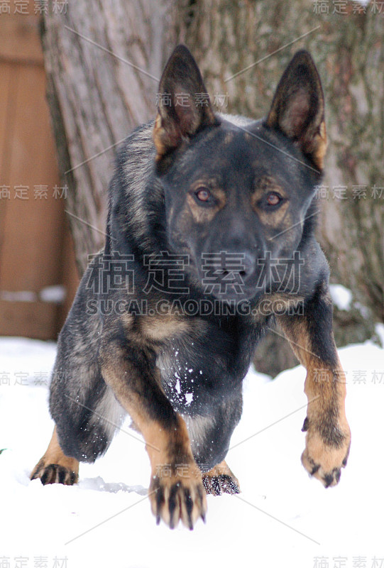 运动中的德国牧羊犬