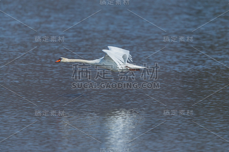 自然哑天鹅(天鹅色)在水上飞行