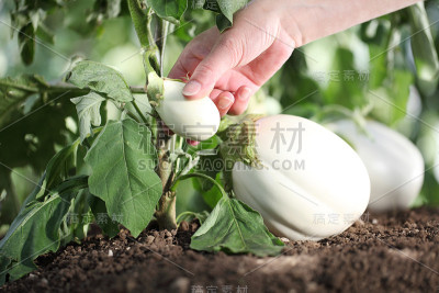 用手从菜园子里的植物上摸白茄子，近处