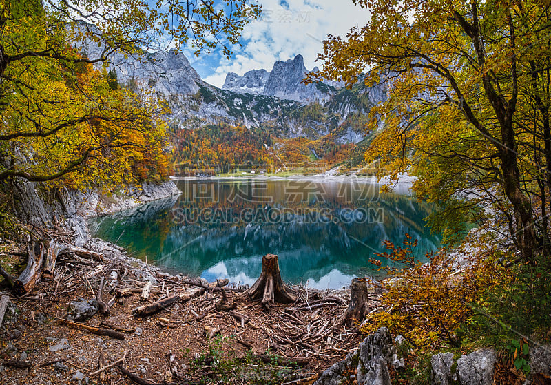 上奥地利腹地戈索泽湖附近森林砍伐后的树桩。秋天的阿尔卑斯山湖与倒影。达赫斯坦山顶和冰川在远处。