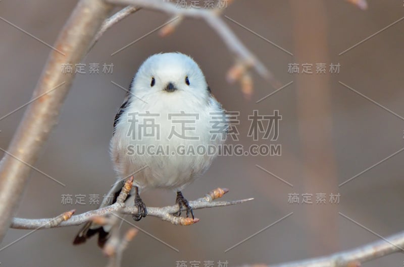 户外长尾山雀(aegithalos caudatus)